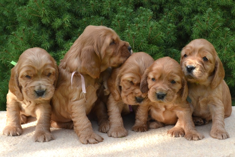 10-Idol, Icon, Ina, Ira, Iris.JPG - 10-Icon, Idol, Ira, Ina, Iris